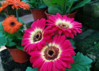 A planta mais poderosa para melhorar o sono e o humor em casa!