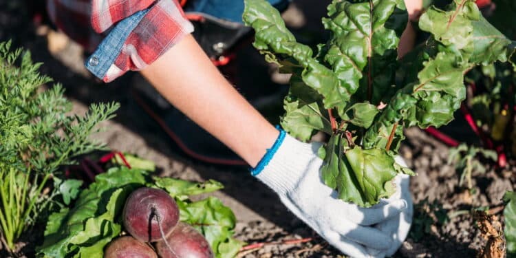 A melhor forma de ter uma horta orgânica mesmo em espaços pequenos