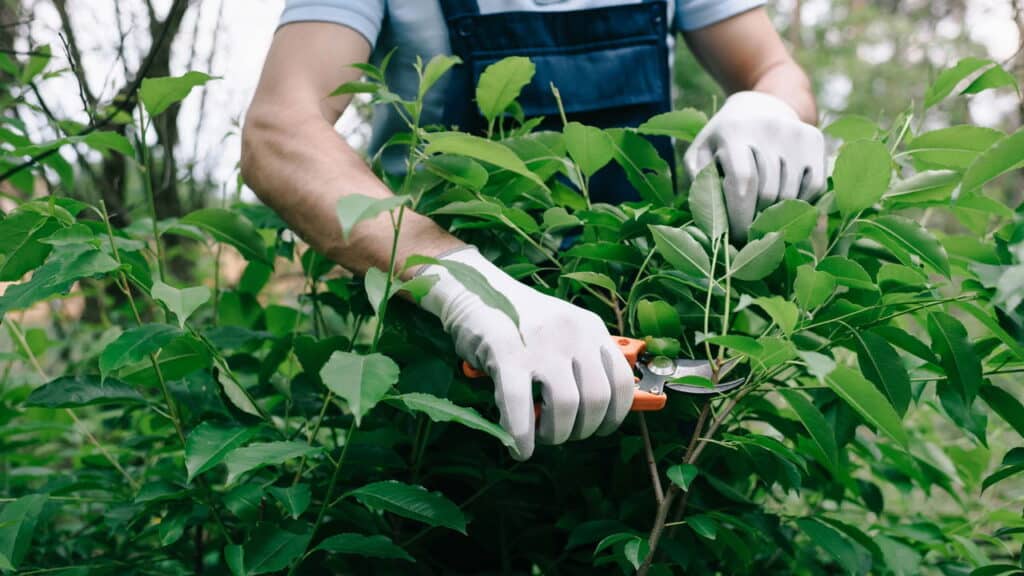 Essa planta protege sua casa e afasta o mal mas quase ninguém usa direito!