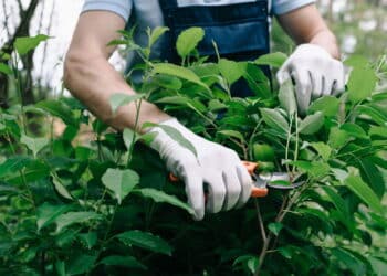 Essa planta protege sua casa e afasta o mal mas quase ninguém usa direito!