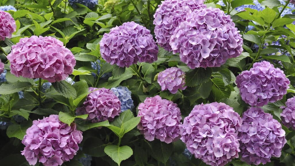 O truque caseiro que está conquistando os apaixonados por jardinagem!