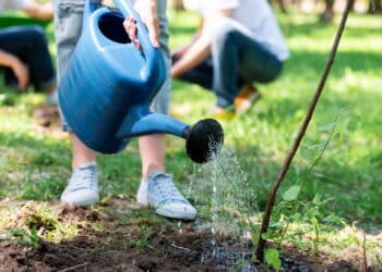 Paisagismo sustentável vira tendência forte nos jardins de 2025!