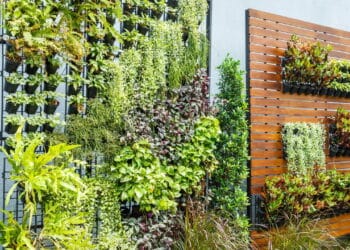 5 plantas ideais para montar seu primeiro jardim vertical!