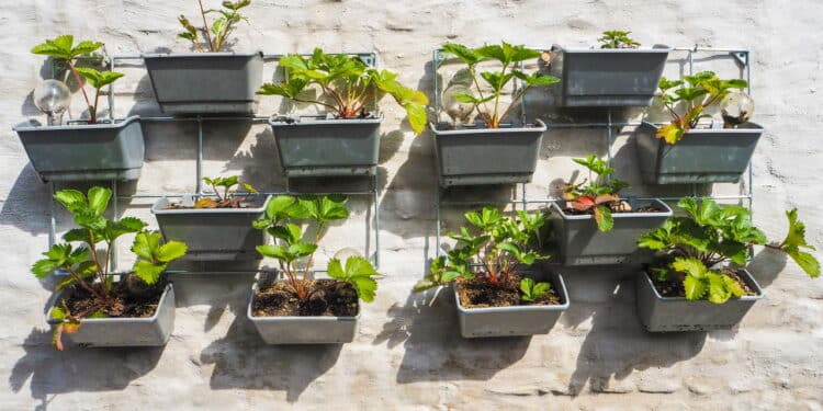 O truque simples que transforma qualquer parede em um jardim encantador