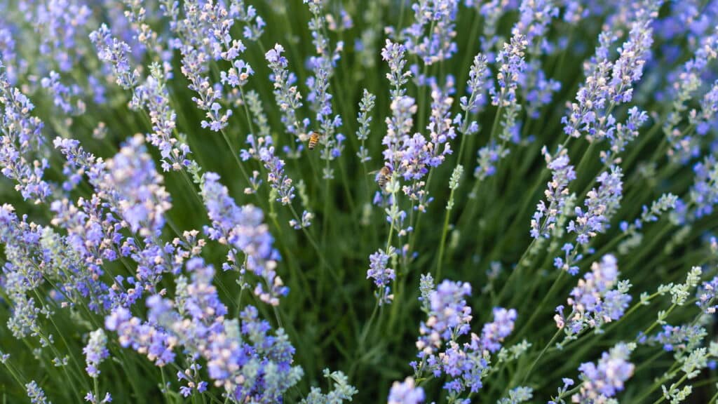 O que acontece com seu corpo após inalar lavanda vai te surpreender!