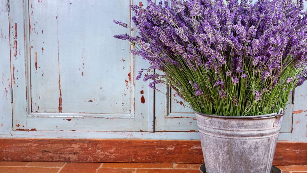 O que acontece com seu corpo após inalar lavanda vai te surpreender!