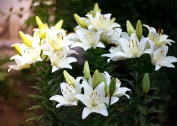 As 6 plantas mais poderosas para atrair boas energias em casa