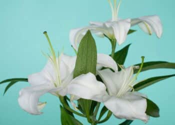 Essas plantas comuns no jardim podem ser toxicas para seu pet