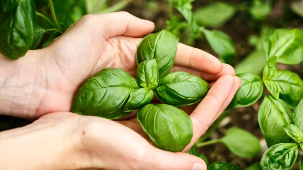 A planta mais poderosa da Índia que purifica corpo e espírito!