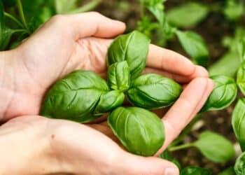 A planta mais poderosa da Índia que purifica corpo e espírito!