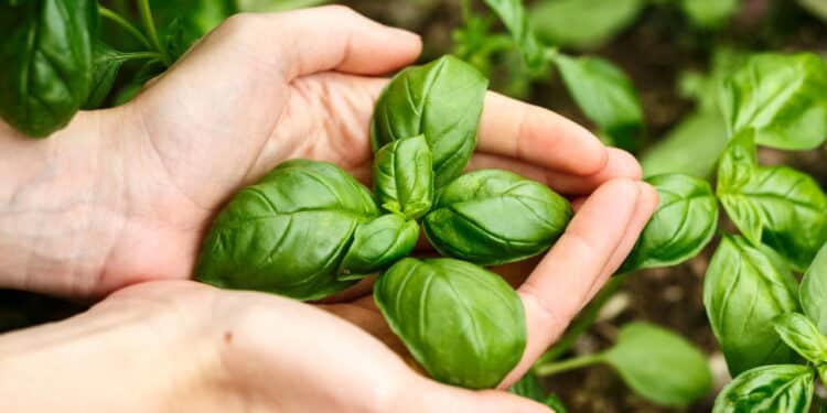 O jeito mais fácil de cultivar manjericão fresco em casa!