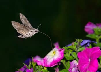 4 plantas que vão transformar seu muro feio em um jardim de filme!