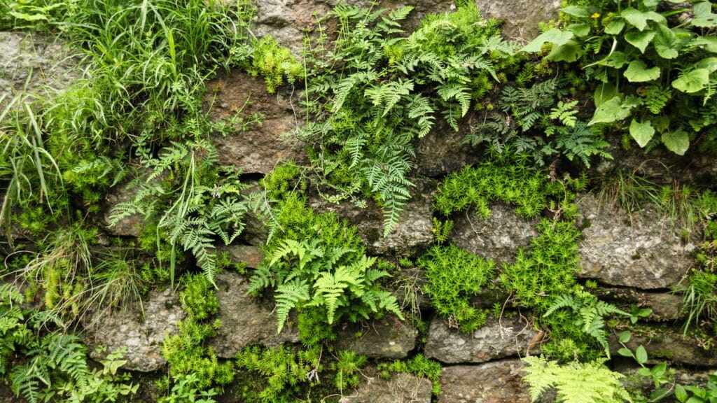 4 plantas que vão transformar seu muro feio em um jardim de filme!