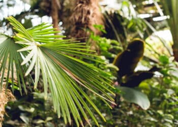 Essa planta pode mudar o clima da sua casa segundo o Feng Shui!