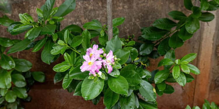 Créditos: depositphotos.com / softkrafts.live.com