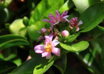 Créditos: depositphotos.com / Tarkus