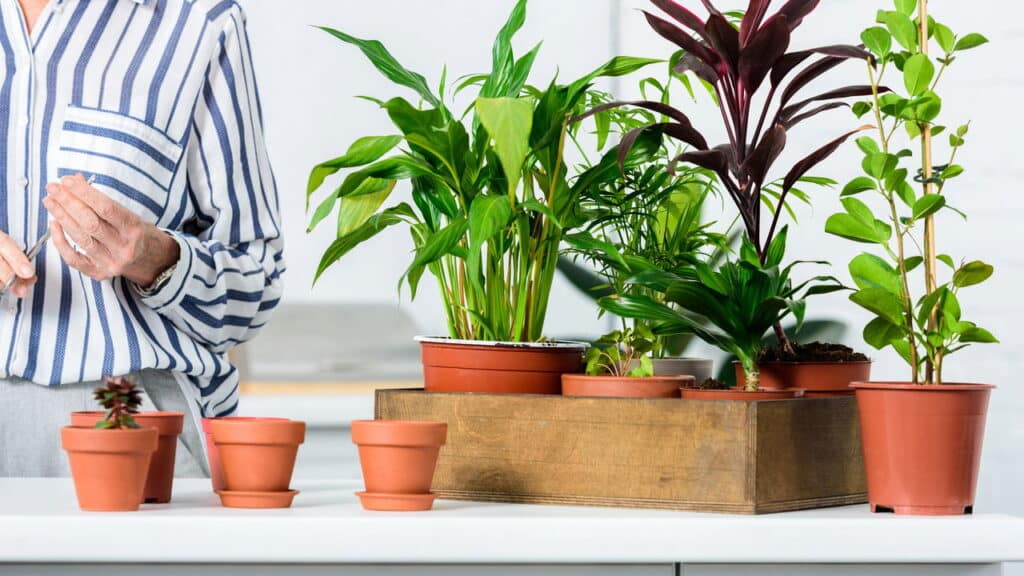 Morar em apartamento pode representar um desafio para quem deseja cultivar plantas, mas com dedicação e algumas estratégias certas, é possível criar um pequeno oásis verde no ambiente urbano. Muitas pessoas encontram na jardinagem uma forma de relaxamento e uma conexão com a natureza, mesmo em espaços reduzidos. Cultivar plantas em apartamentos não apenas adiciona beleza ao local, mas também contribui para a purificação do ar e o bem-estar geral dos moradores. Antes de começar, é crucial avaliar as condições de luz do apartamento, já que a quantidade de luz solar disponível influenciará na escolha das plantas a serem cultivadas. Ambientes com janelas voltadas para o norte ou leste podem oferecer uma iluminação mais adequada para variedades que preferem luz indireta, enquanto as janelas voltadas para o sul ou oeste são ideais para plantas que requerem luz solar intensa. Identificar esses detalhes ajudará a selecionar as espécies que melhor se adaptam ao espaço disponível. Quais plantas são ideais para apartamentos? Optar por plantas que se adequem ao ambiente é crucial para o sucesso da jardinagem em apartamentos. Algumas opções populares incluem samambaias, orquídeas e suculentas. As samambaias são uma escolha excelente para locais com luz indireta e umidade, enquanto as orquídeas trazem charme e elegância, necessitando de cuidados moderados e luz indireta para florescer. As suculentas são conhecidas por sua resistência e por requererem pouca água, sendo apropriadas para iniciantes e para aqueles que desejam uma solução prática. Como maximizar o espaço disponível? Em apartamentos, cada metro quadrado é valioso, mas o espaço vertical pode ser utilizado para criar um lindo jardim. Instalar prateleiras ou suportes suspensos é uma solução prática para acomodar uma variedade de plantas. Além disso, jardins verticais podem ser montados em varandas ou paredes nas salas de estar, adicionando um elemento visual maravilhoso ao ambiente. Outra dica é utilizar vasos suspensos, que criam um efeito visual interessante enquanto economizam espaço valioso no chão. Quais os cuidados essenciais para manter o jardim? Manter um jardim saudável requer atenção e rotina, mesmo nos ambientes confinados de um apartamento. Regar as plantas corretamente é uma das tarefas mais importantes. Cada espécie tem suas próprias necessidades, mas em geral, é preferível evitar regas excessivas. Utilizar a técnica de verificar a umidade do solo com o dedo pode ajudar a determinar quando regar. Ademais, é essencial utilizar um solo de boa qualidade e adubação adequada, ajustando-os conforme a necessidade das plantas. Como lidar com pragas em um jardim de apartamento? Apesar do ambiente controlado de um apartamento, pragas ainda podem surgir e comprometer a saúde das plantas. Para prevenir e combater esses intrusos indesejáveis, é aconselhável inspecionar regularmente as folhas e o solo. Usar soluções naturais, como a aplicação de óleo de neem ou sabonete inseticida, pode ser eficaz na eliminação de pragas sem prejudicar o ambiente ou as plantas. Evitar o uso excessivo de produtos químicos ajudará a manter o ecossistema local seguro e equilibrado. A jardinagem em apartamentos é um hobby gratificante que proporciona inúmeros benefícios aos moradores. Com planejamento e cuidado, é possível cultivar um ambiente verde em meio ao agitado estilo de vida urbano, acrescentando um toque de natureza e tranquilidade ao cotidiano. Independentemente do tamanho do espaço ou da experiência do jardineiro, um jardim de apartamento pode florescer e trazer alegria a todos os que se dedicam a ele.