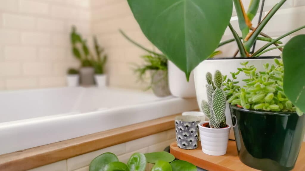 Plantas para banheiro: espécies que gostam de umidade e pouca luz
