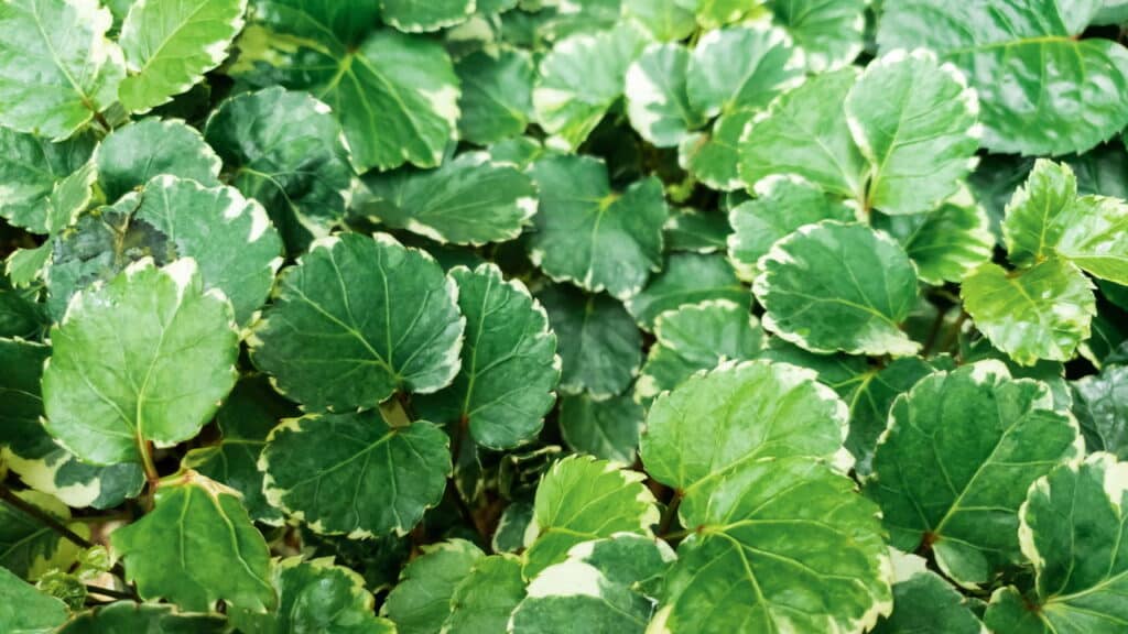As 3 plantas mais poderosas para atrair dinheiro em casa!