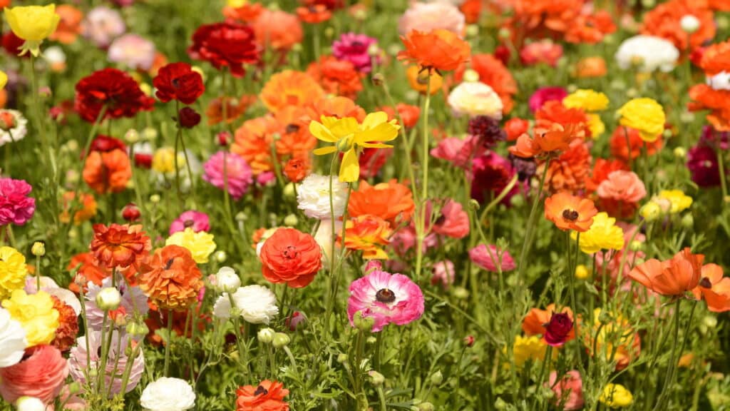 A nova tendência entre jardineiros que está conquistando até quem não planta!