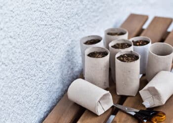 Rolo de papel higiênico vira tesouro no seu jardim com essa dica simples!