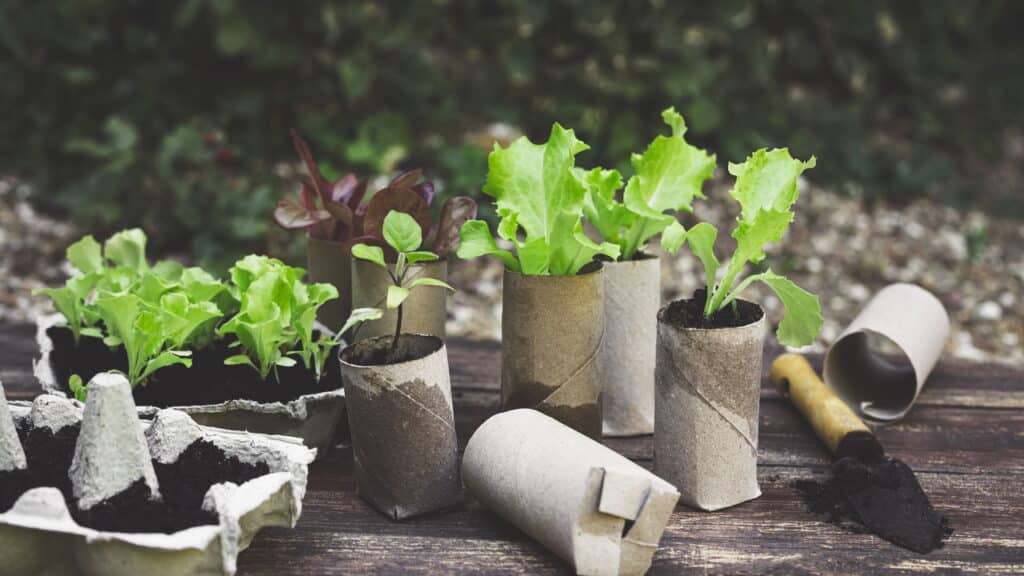 Rolo de papel higiênico vira tesouro no seu jardim com essa dica simples!