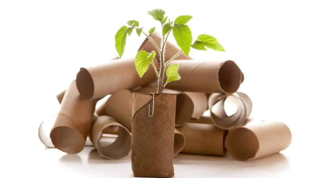 Rolo de papel higiênico vira tesouro no seu jardim com essa dica simples!