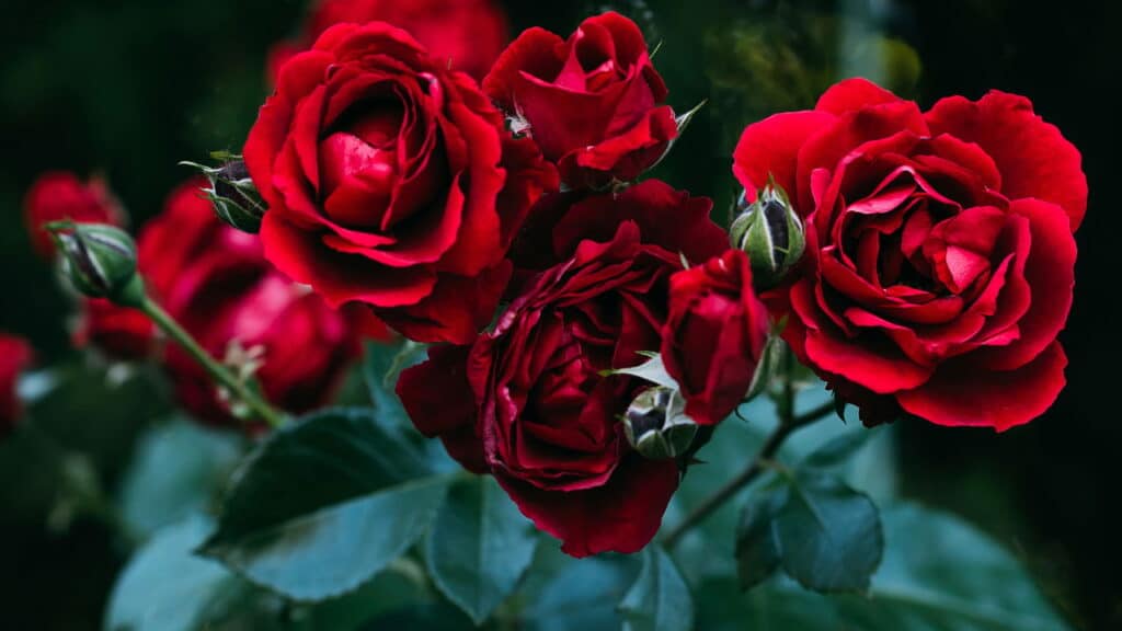 6 flores vermelhas ideais para deixar seu jardim vibrante!