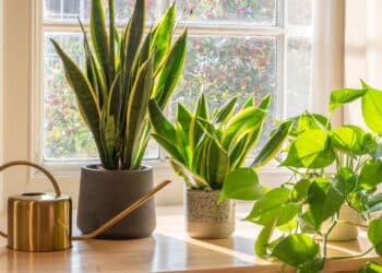 A planta mais resistente do mundo que purifica o ar e protege seu lar!