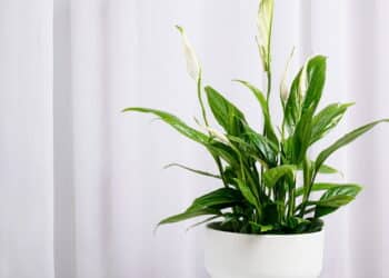 Essas plantas crescem lindas mesmo sem sol direto e todo mundo quer cultivar