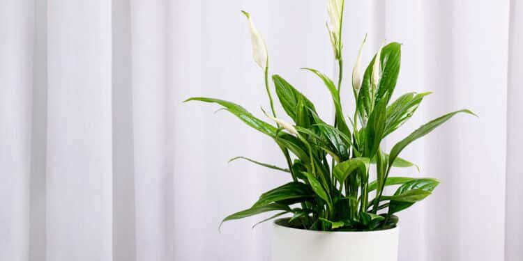Essas plantas crescem lindas mesmo sem sol direto e todo mundo quer cultivar