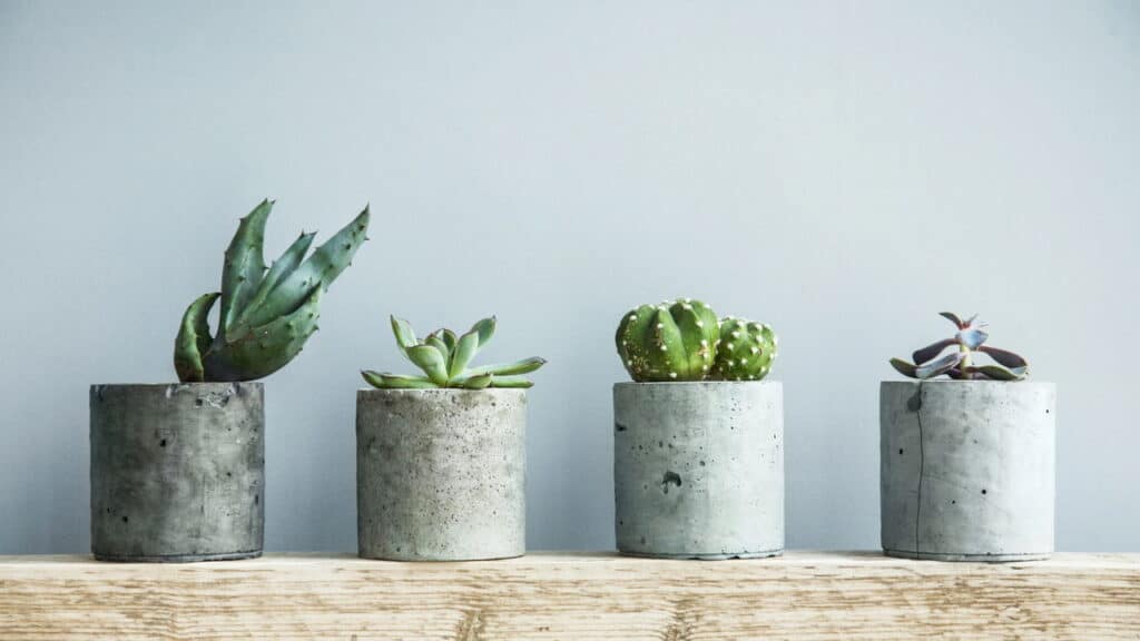 Como combinar plantas com estilos de decoração: boho, escandinavo e minimalista
