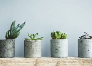 5 plantas ideais para deixar seu jardim vivo no inverno