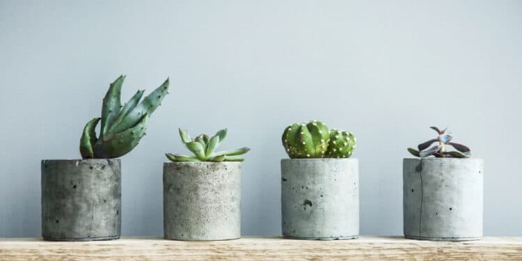 Como cuidar de suculentas: guia prático para manter as plantas saudáveis