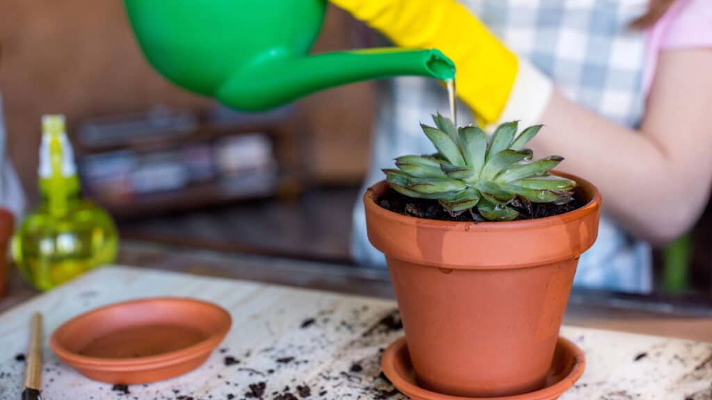 Como cuidar de suculentas: guia prático para manter as plantas saudáveis