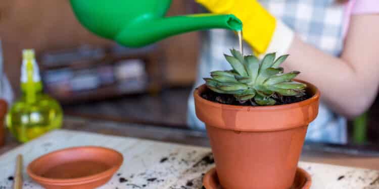 Essa é a melhor planta para apartamento e casas pequenas