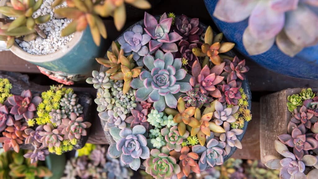 Como cuidar de suculentas: guia prático para manter as plantas saudáveis