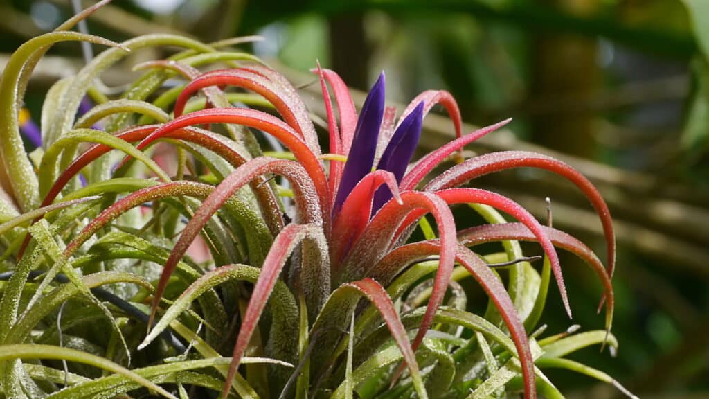 A planta mais prática e charmosa para quem tem pouco espaço!