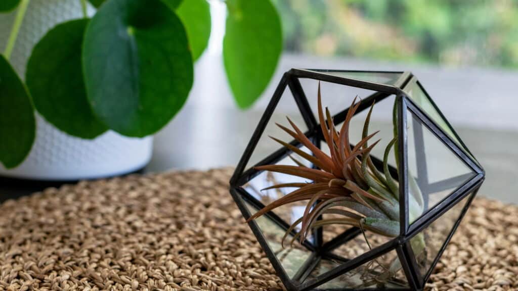 A planta mais prática e charmosa para quem tem pouco espaço!