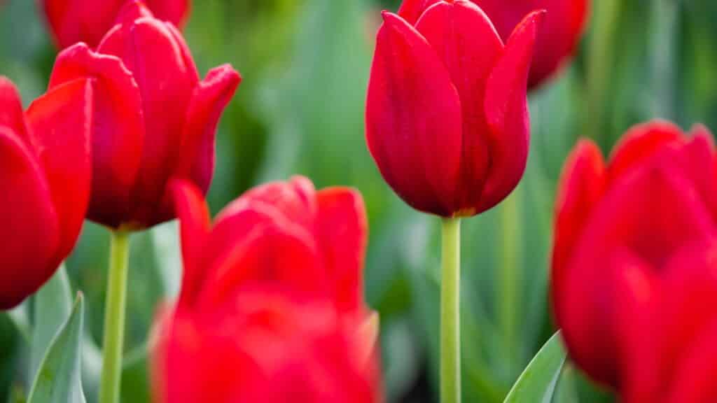 6 flores vermelhas ideais para deixar seu jardim vibrante!