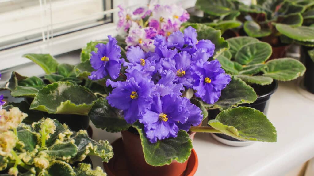 5 flores resistentes perfeitas para cultivar em vasos