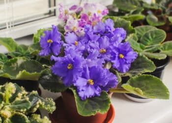 As plantas mais fáceis de cultivar só com água e muita luz!