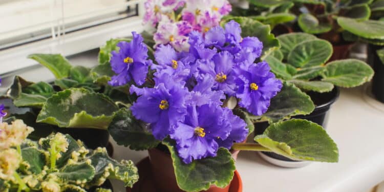 As plantas mais fáceis de cultivar só com água e muita luz!