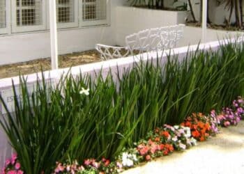 Essas 4 plantas vão transformar seu muro feio em um jardim de novela