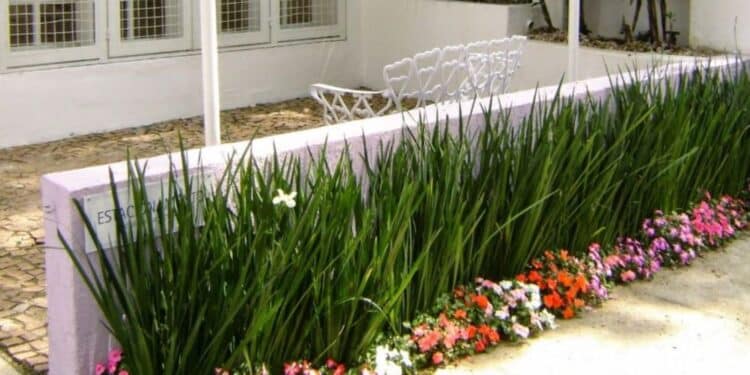 Essas 4 plantas vão transformar seu muro feio em um jardim de novela