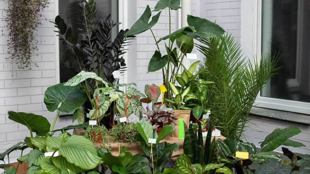 Essa planta atrai fortuna e bem-estar segundo o Feng Shui!