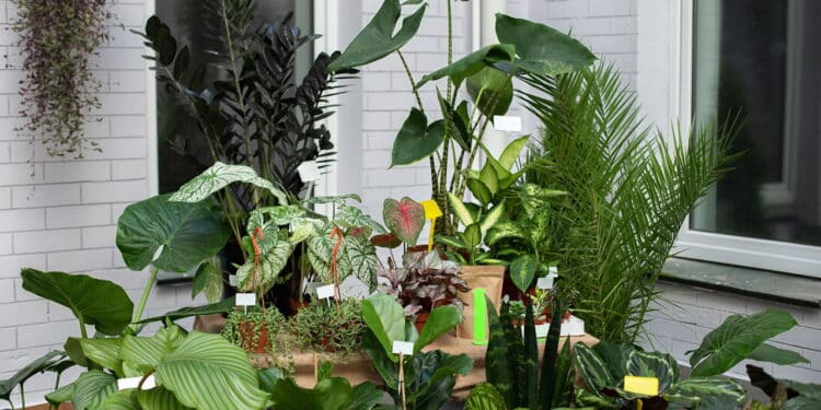 Essa planta africana está viralizando por promessa de fortuna e proteção!