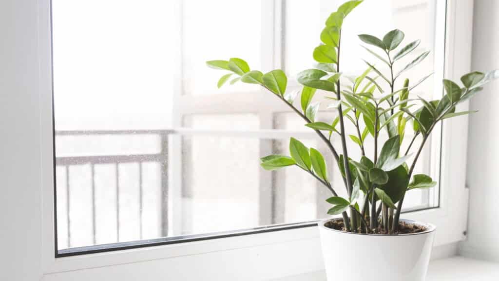 Essa planta atrai fortuna e bem-estar segundo o Feng Shui!