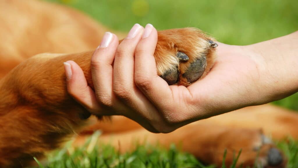 Como funciona a intervenção assistida por cães na saúde mental?