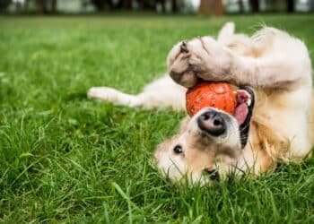 Adotar um cão ajuda na depressão? Veja os benefícios e raças indicadas